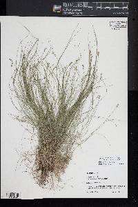Carex atlantica subsp. capillacea image