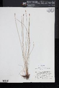 Eleocharis tricostata image