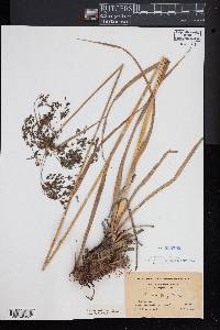 Scirpus longii image