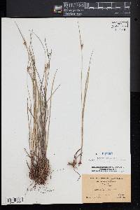 Scleria pauciflora image