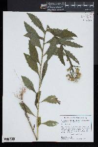 Erechtites hieraciifolius var. hieraciifolius image