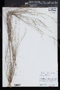 Aristida basiramea image