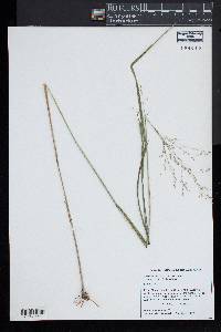 Panicum virgatum var. virgatum image