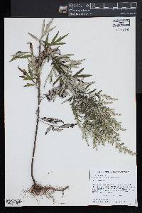 Artemisia vulgaris image