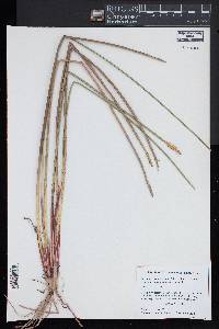 Eleocharis quadrangulata image