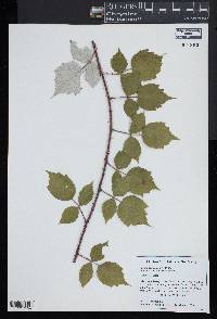 Rubus phoenicolasius image