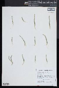 Lindernia dubia var. dubia image