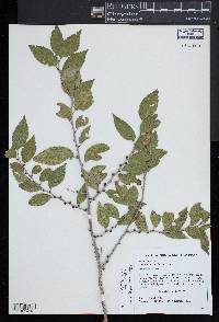 Ulmus minor subsp. minor image