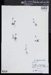 Houstonia pusilla image
