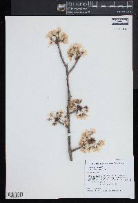 Prunus avium image