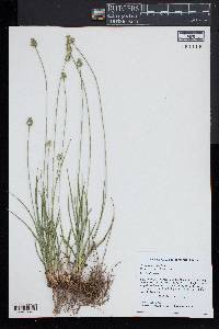 Carex mesochorea image