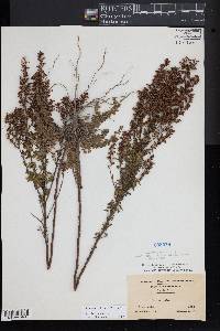 Lechea mucronata image