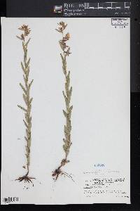 Ludwigia hirtella image