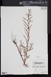 Ludwigia linearis image