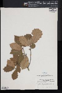 Quercus prinoides image