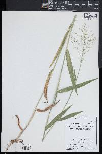 Dichanthelium scoparium image