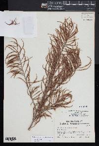 Taxodium distichum var. imbricarium image