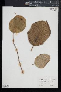 Styrax obassia image