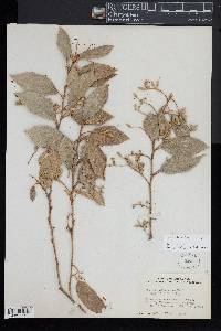 Styrax warscewiczii image