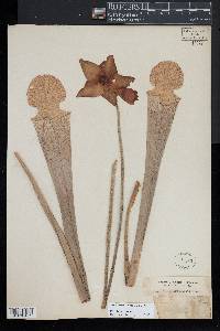 Sarracenia leucophylla image