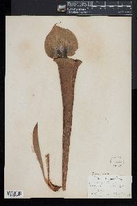 Sarracenia flava image