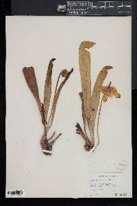 Sarracenia minor image