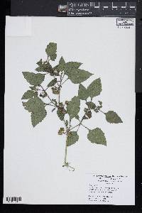 Solanum sarrachoides image