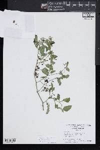 Solanum physalifolium image