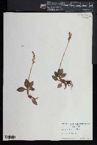 Goodyera tesselata image