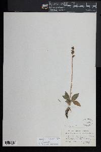 Goodyera tesselata image