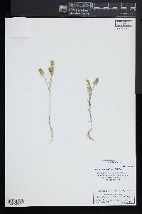 Lepidium densiflorum image