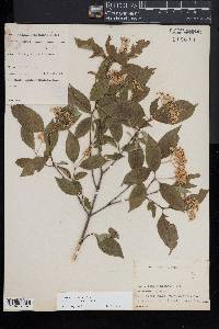 Cornus racemosa image