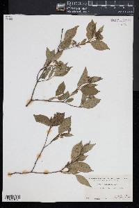 Cornus racemosa image