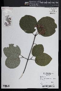 Cornus rugosa image