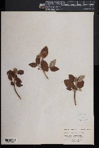 Jamesia americana image