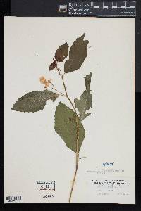 Impatiens pallida image