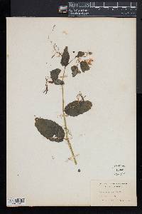 Impatiens pallida image