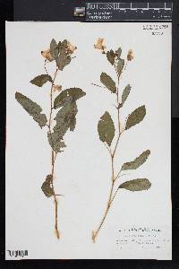 Impatiens pallida image
