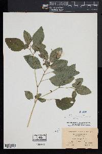 Impatiens pallida image