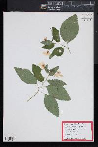 Impatiens pallida image