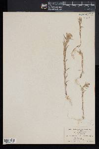 Collomia linearis image
