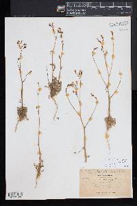 Gilia sinuata image