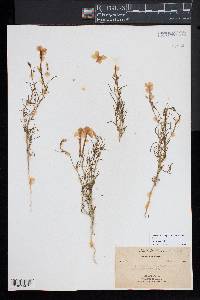 Ipomopsis longiflora image