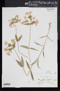 Phlox glaberrima image