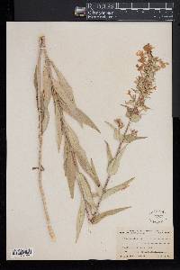 Phlox maculata image