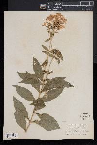 Phlox paniculata image