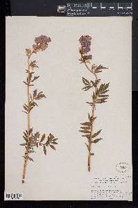 Polemonium caeruleum image