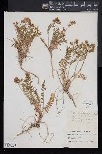 Polemonium pulcherrimum image