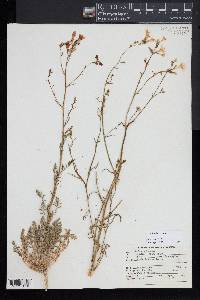 Saltugilia splendens image