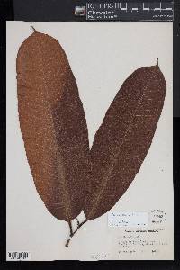 Bertholletia excelsa image